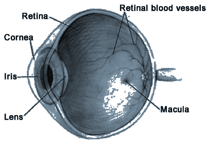 macular